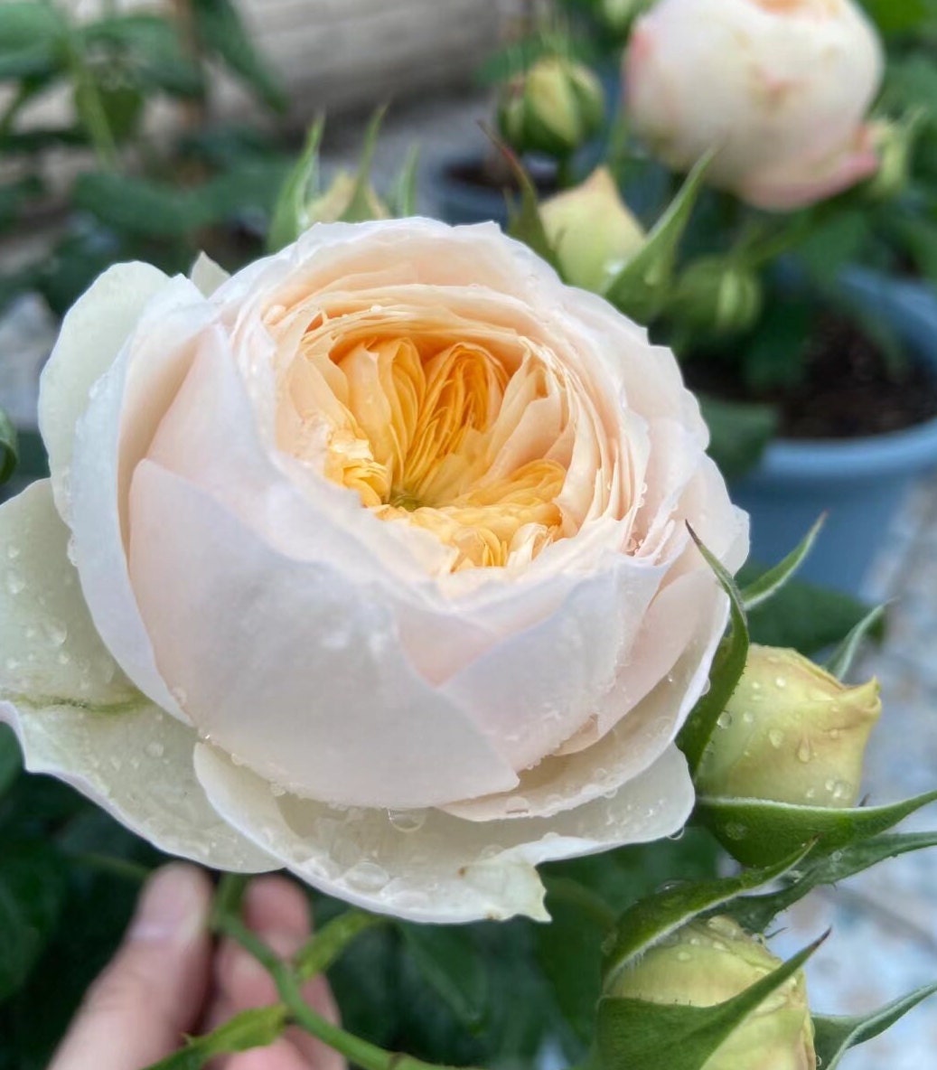 Rose 'Emma Wood House' (艾玛伍德度假屋) strong fragrance, disease resistance, cut flowers(1Gal+ Live Plant) Shrub Rose