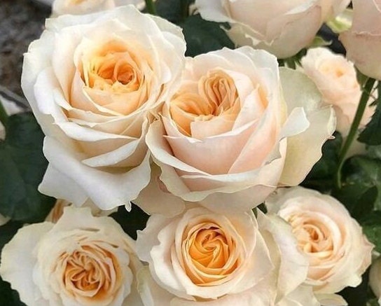 Rose 'Victorian Peach' (维多利亚蜜桃) (1 Gal Live Plant) Shrub Rose