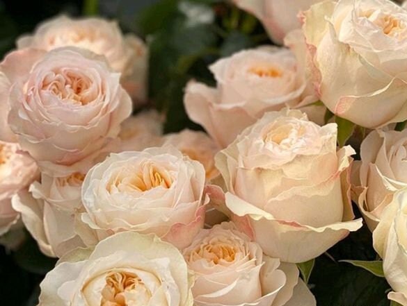 Rose 'Victorian Peach' (维多利亚蜜桃) (1 Gal Live Plant) Shrub Rose