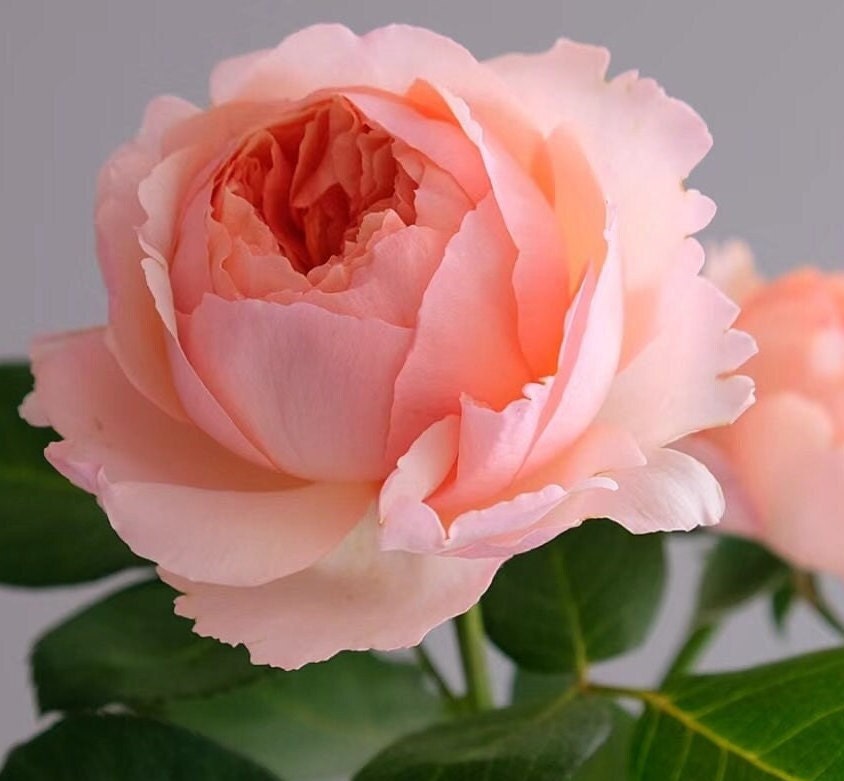 Rose 'Salmanasar' (萨尔曼莎) (1Gal+ Live Plant) Shrub Rose
