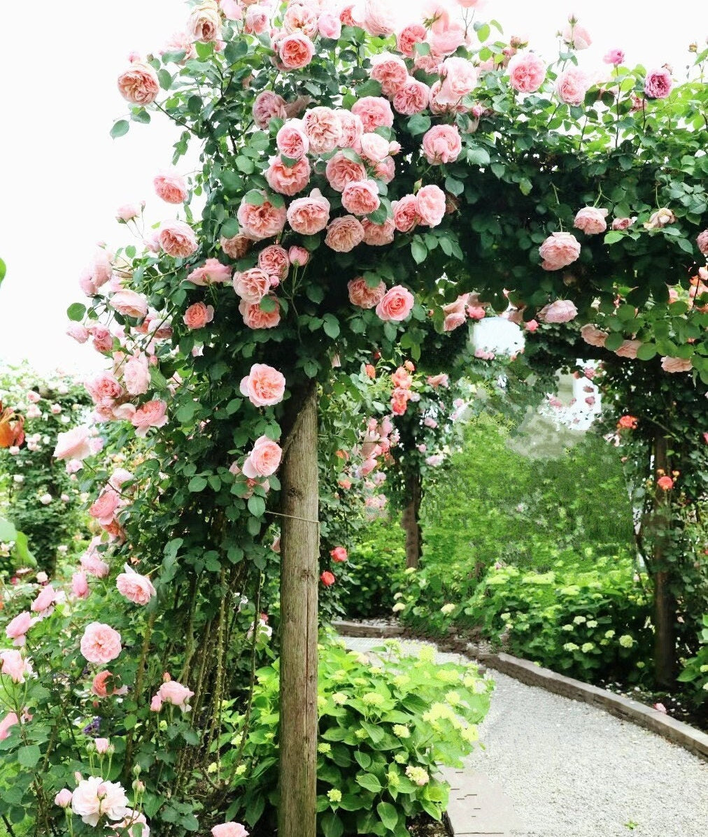 Climbing Rose 'Dames de Chenonceau' (舍农索城堡的女人) (1Gal+ Live Plant)