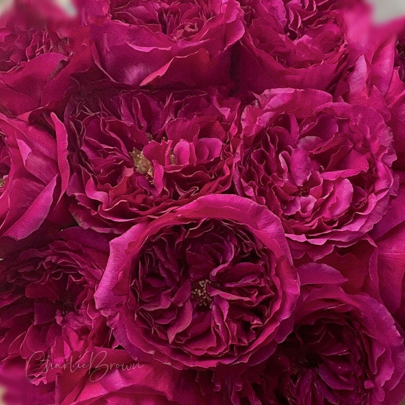 Japanese Rose 'Princess Kishi' (柯斯公主) fragrance, disease resistance, cut flowers (1Gal+ Live Plant) Shrub Rose .