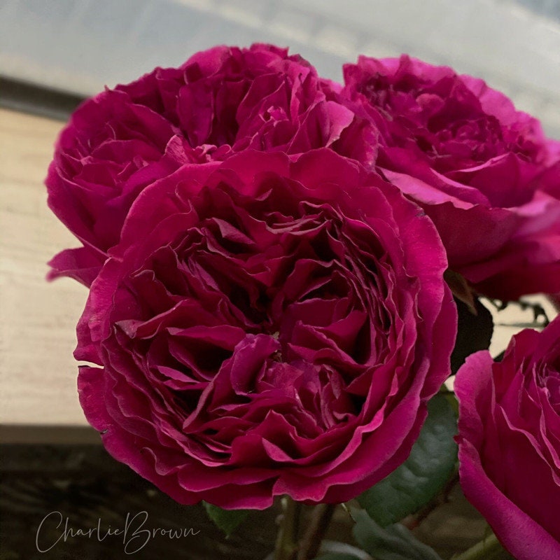 Japanese Rose 'Princess Kishi' (柯斯公主) fragrance, disease resistance, cut flowers (1Gal+ Live Plant) Shrub Rose .