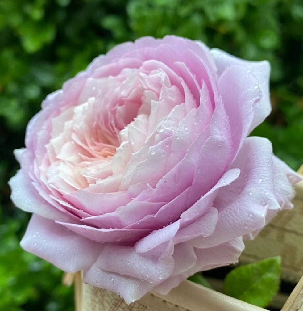 Rose 'The Pride' (荣耀) (1 Gal+ Live Plant) Shrub Rose