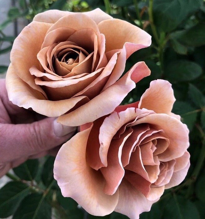 Rose 'Cafe Latte' (拿铁咖啡) fragrance, disease resistance, cut flowers (1Gal+ Live Plant) Shrub Rose .