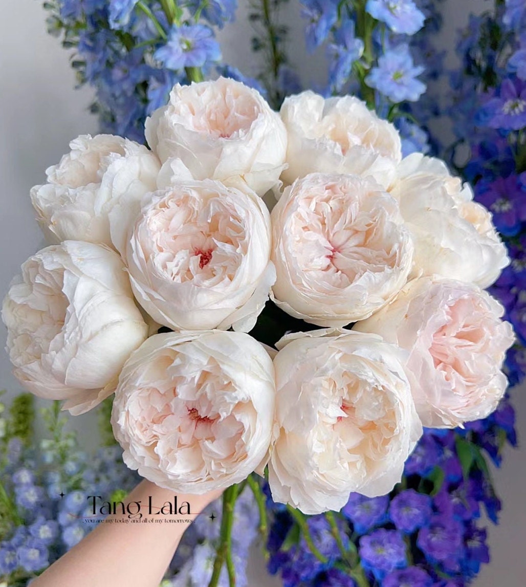 Japanese Rose 'Cocotte' (可可杯) fragrance, disease resistance, cut flowers (1Gal+ Live Plant) Shrub Rose .
