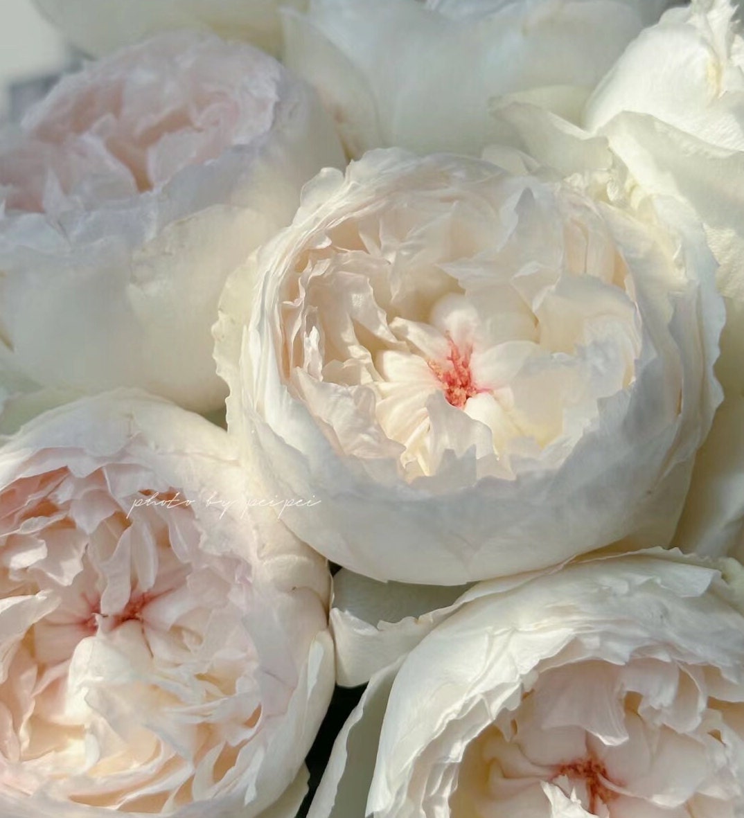 Japanese Rose 'Cocotte' (可可杯) fragrance, disease resistance, cut flowers (1Gal+ Live Plant) Shrub Rose .