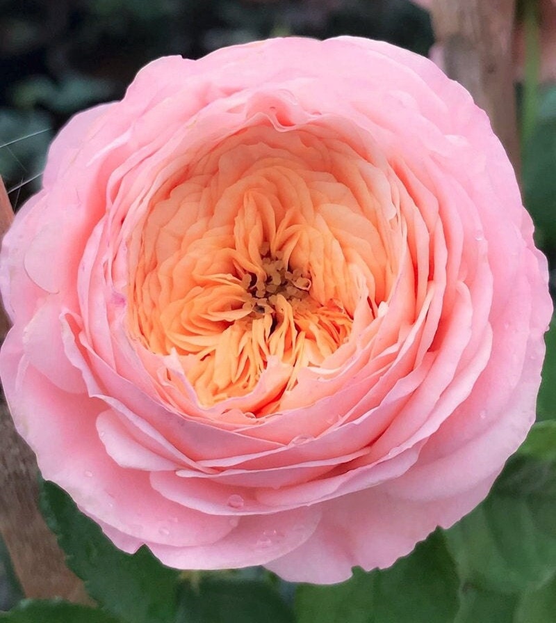 Rose 'Domaine de Chantilly' (玫瑰香橙) fragrance, disease resistance, cut flowers (1Gal+ Live Plant) Shrub Rose .