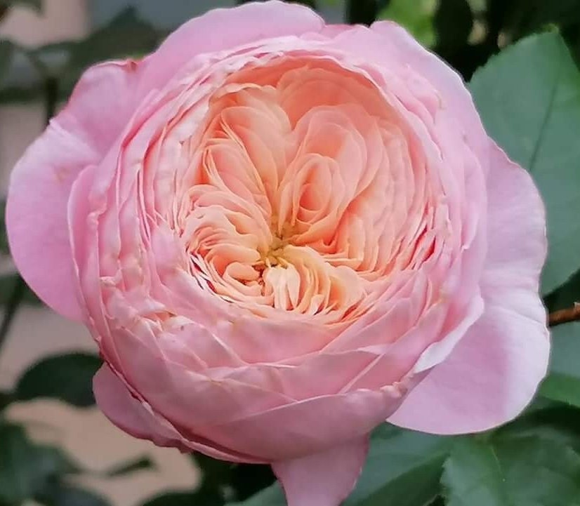 Rose 'Domaine de Chantilly' (玫瑰香橙) fragrance, disease resistance, cut flowers (1Gal+ Live Plant) Shrub Rose .