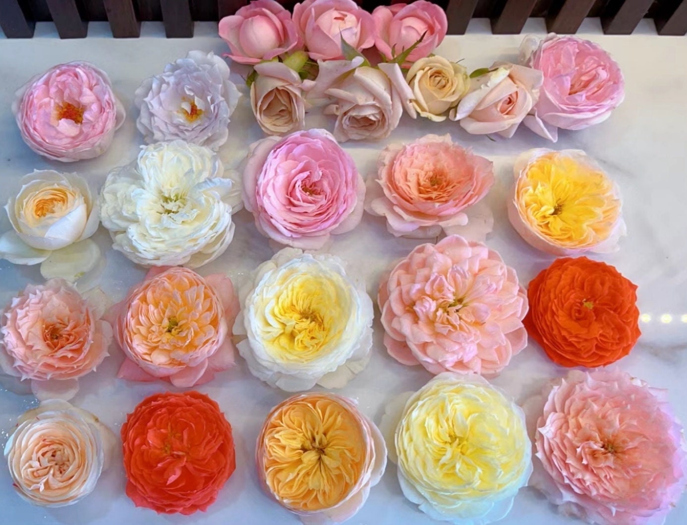 Mystery Rose Box | Live Plant Shrub Rose Live Plant 1 Gal+