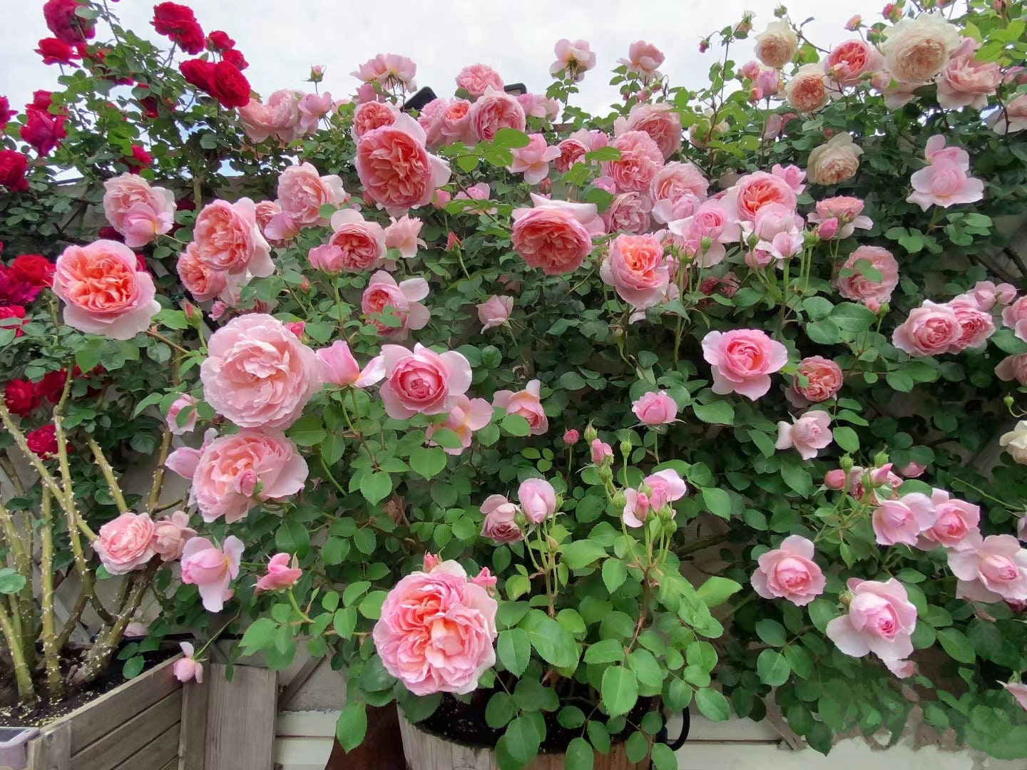 Climbing Rose 'Dames de Chenonceau' (舍农索城堡的女人) (1Gal+ Live Plant)
