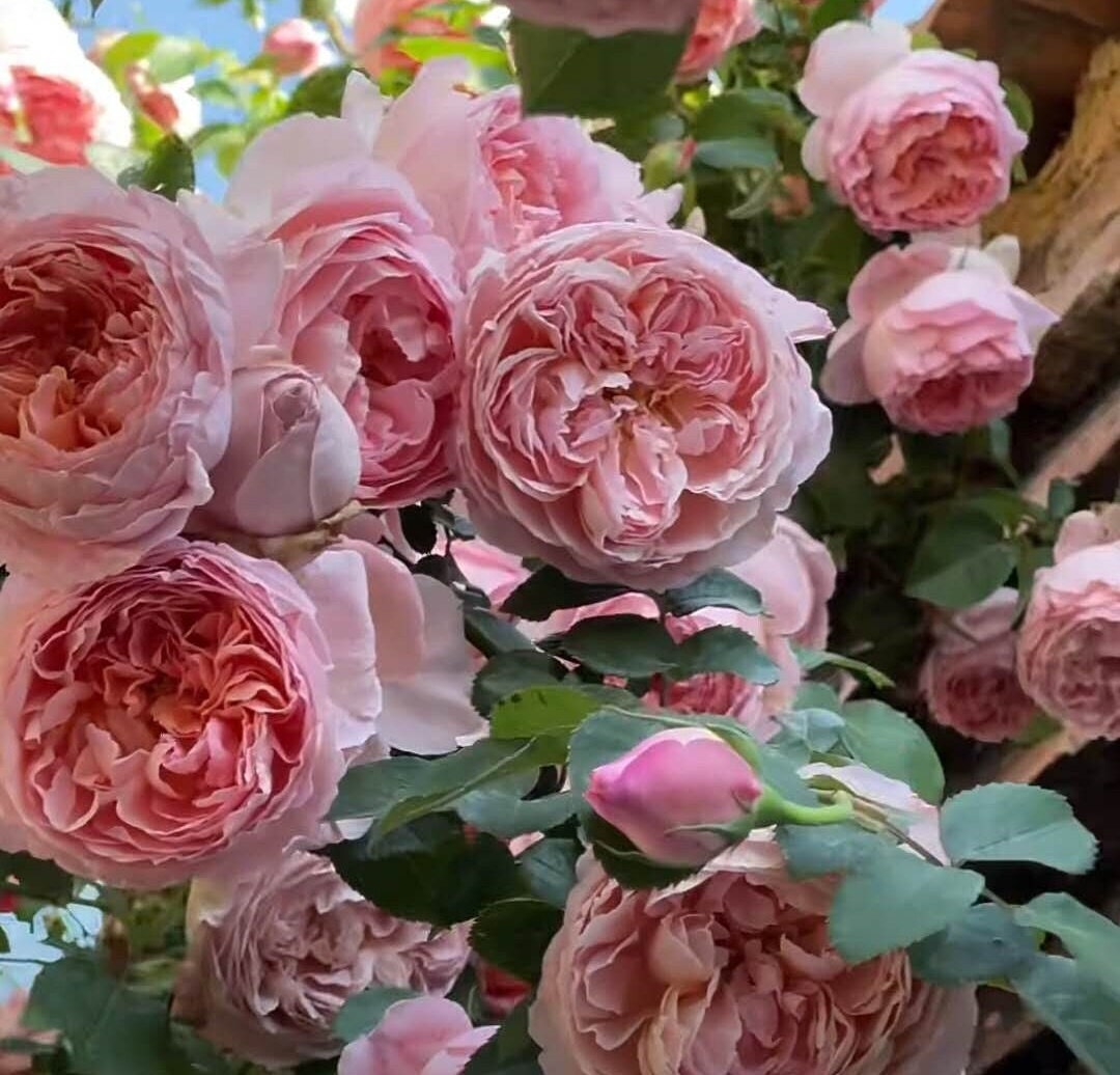 Climbing Rose 'Dames de Chenonceau' (舍农索城堡的女人) (1Gal+ Live Plant)