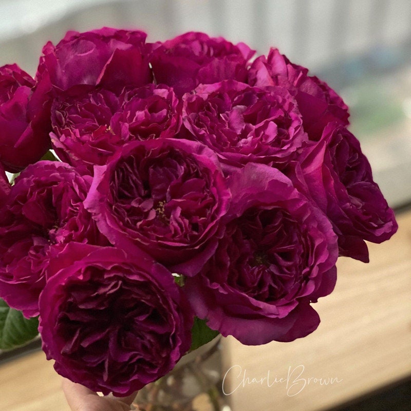 Japanese Rose 'Princess Kishi' (柯斯公主) fragrance, disease resistance, cut flowers (1Gal+ Live Plant) Shrub Rose .