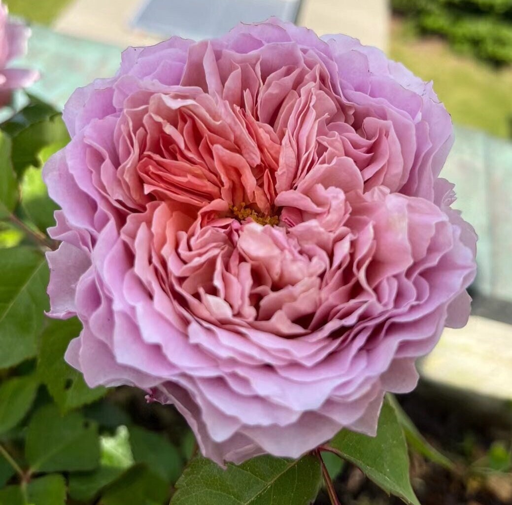 Rose 'Eisvogel' (翠鸟) (1Gal+ Live Plant) Shrub Rose