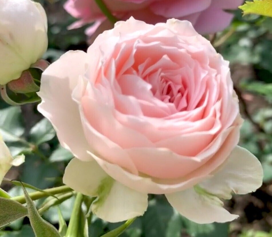 Rose 'Pompon Veranda' (绒球门廊) (1 Gal Live Plant) Shrub Rose