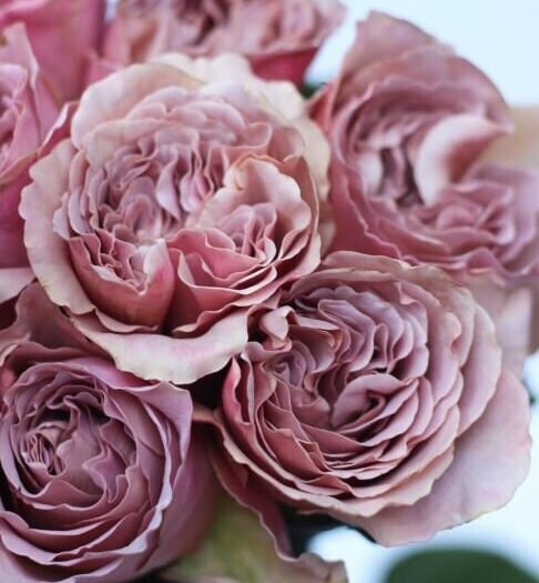 Rose 'Cafe Latte' (拿铁咖啡) fragrance, disease resistance, cut flowers (1Gal+ Live Plant) Shrub Rose .