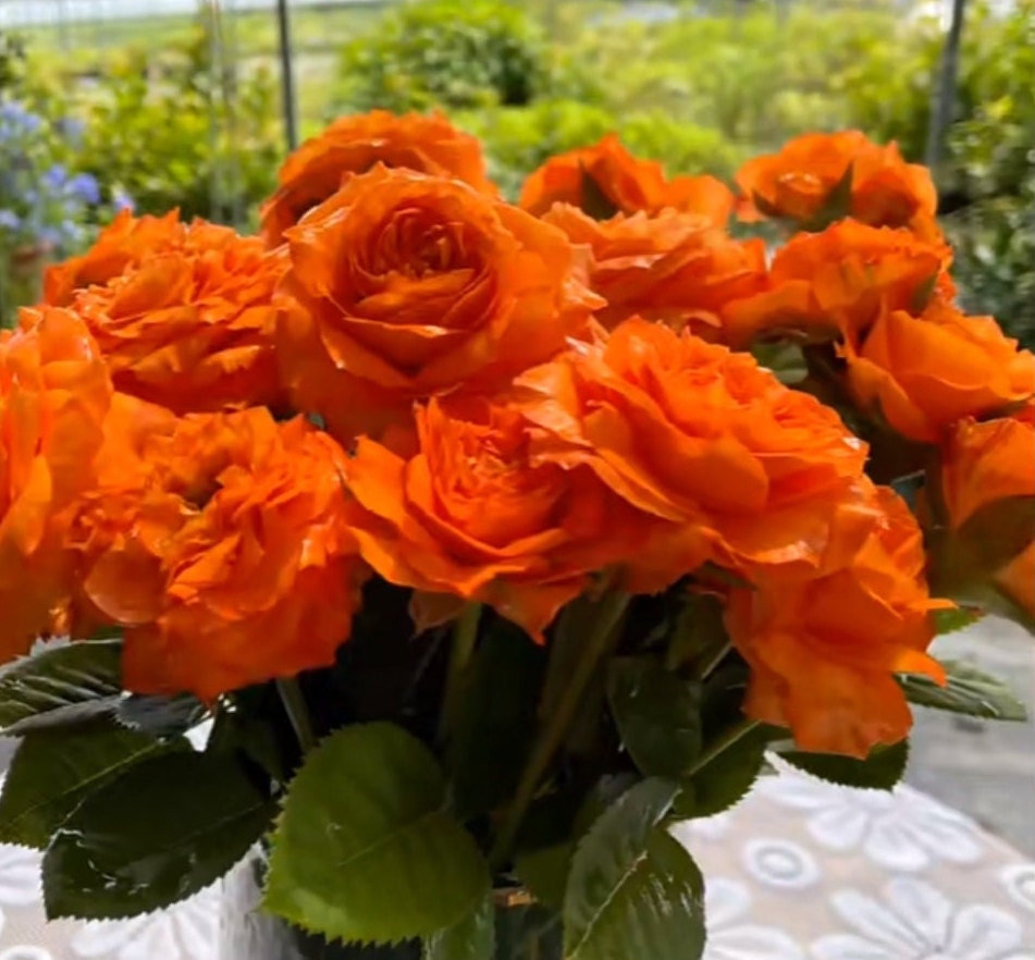 Japanese Rose 'Arancia' (橙意) (1 Gal+ Live Plant) Shrub Rose