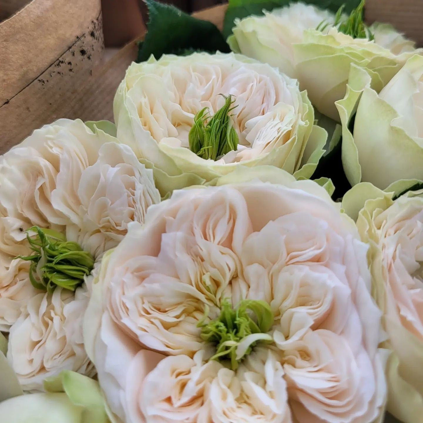Rose 'Whitby Abbey' (惠特比修道院) (1Gal+ Live Plant) Shrub Rose