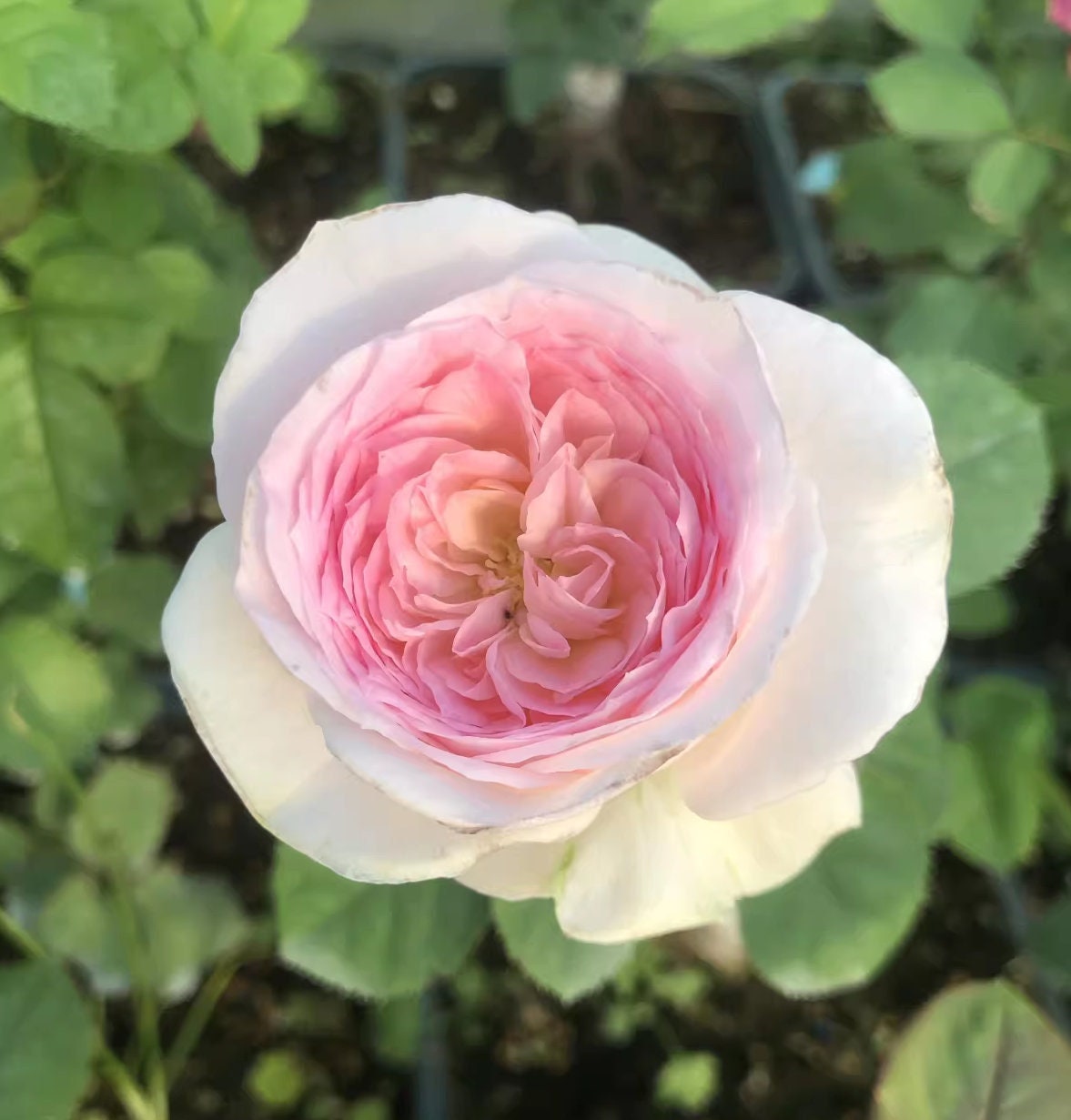 Rose J'adore (真我) fragrance, disease resistance, cut flowers (1Gal+ Live Plant) Shrub Rose .