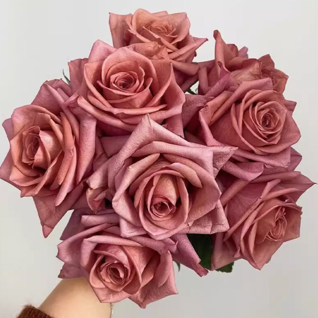 Rose 'Barista' (咖啡师) (1Gal+ Live Plant) Shrub Rose