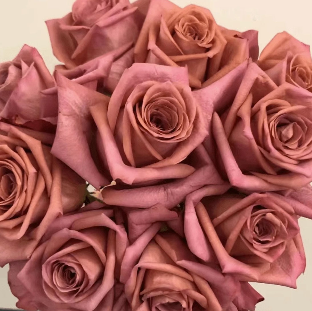 Rose 'Barista' (咖啡师) (1Gal+ Live Plant) Shrub Rose