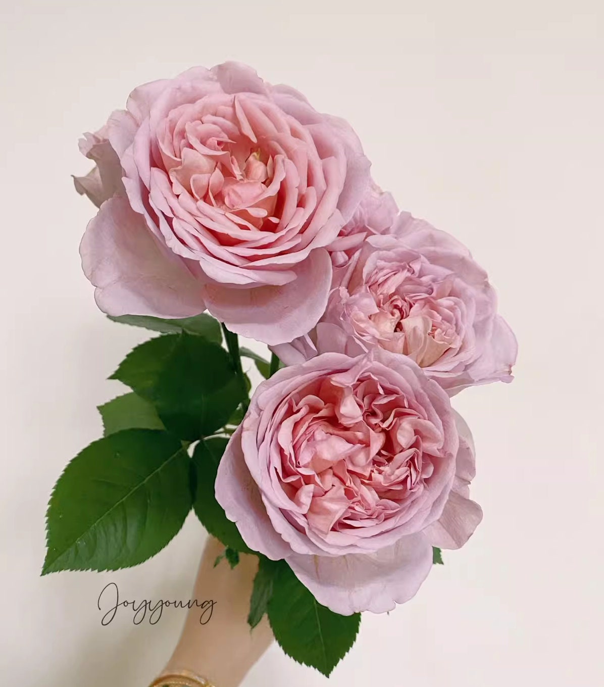 Japanese Rose 'Chocolate Romantica' (巧克力浪漫) Large flowers, strong fragrance, disease resistance, flowers(1Gal+ Live Plant) Shrub Rose