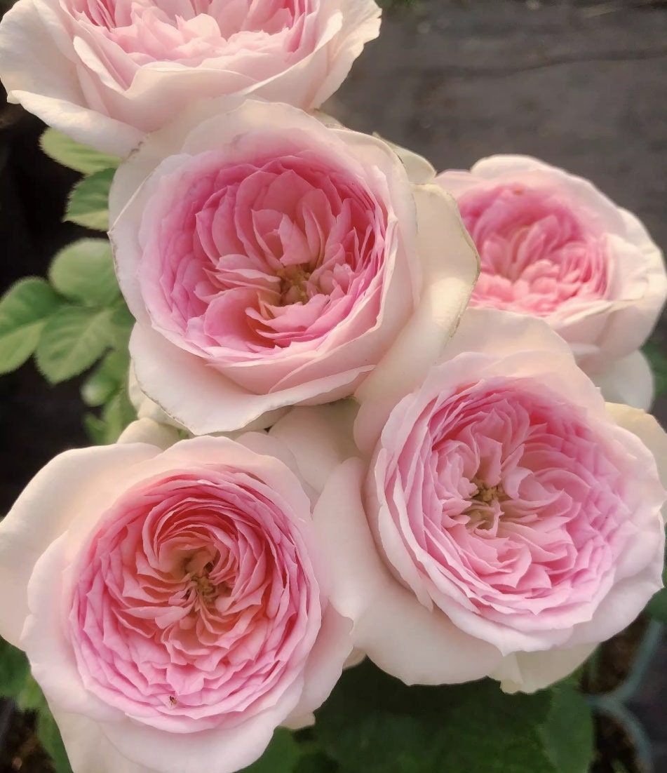 Rose J'adore (真我) fragrance, disease resistance, cut flowers (1Gal+ Live Plant) Shrub Rose .