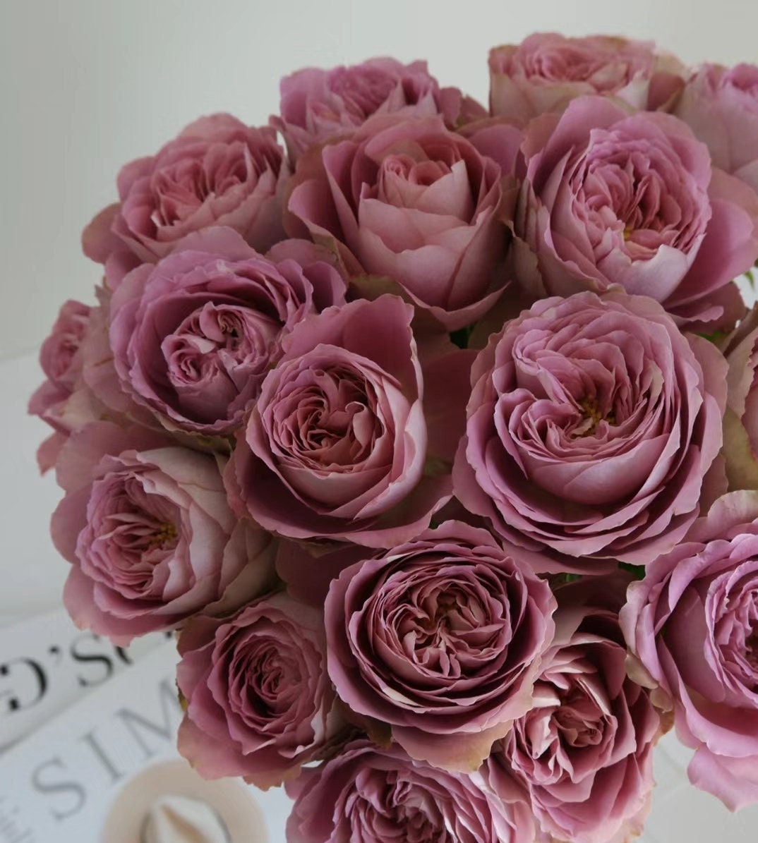 Japanese Rose 'Chocolate Romantica' (巧克力浪漫) Large flowers, strong fragrance, disease resistance, flowers(1Gal+ Live Plant) Shrub Rose