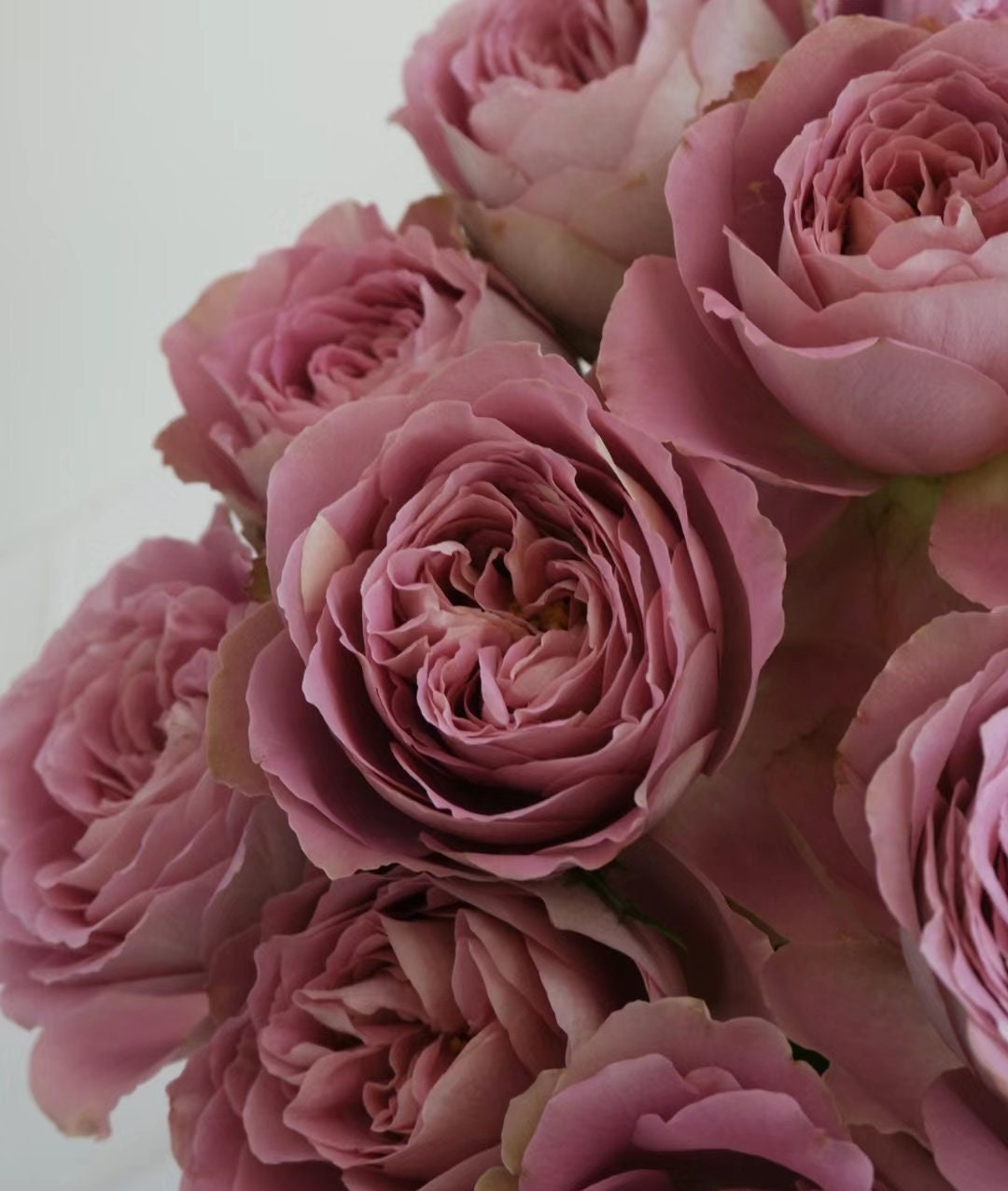Japanese Rose 'Chocolate Romantica' (巧克力浪漫) Large flowers, strong fragrance, disease resistance, flowers(1Gal+ Live Plant) Shrub Rose