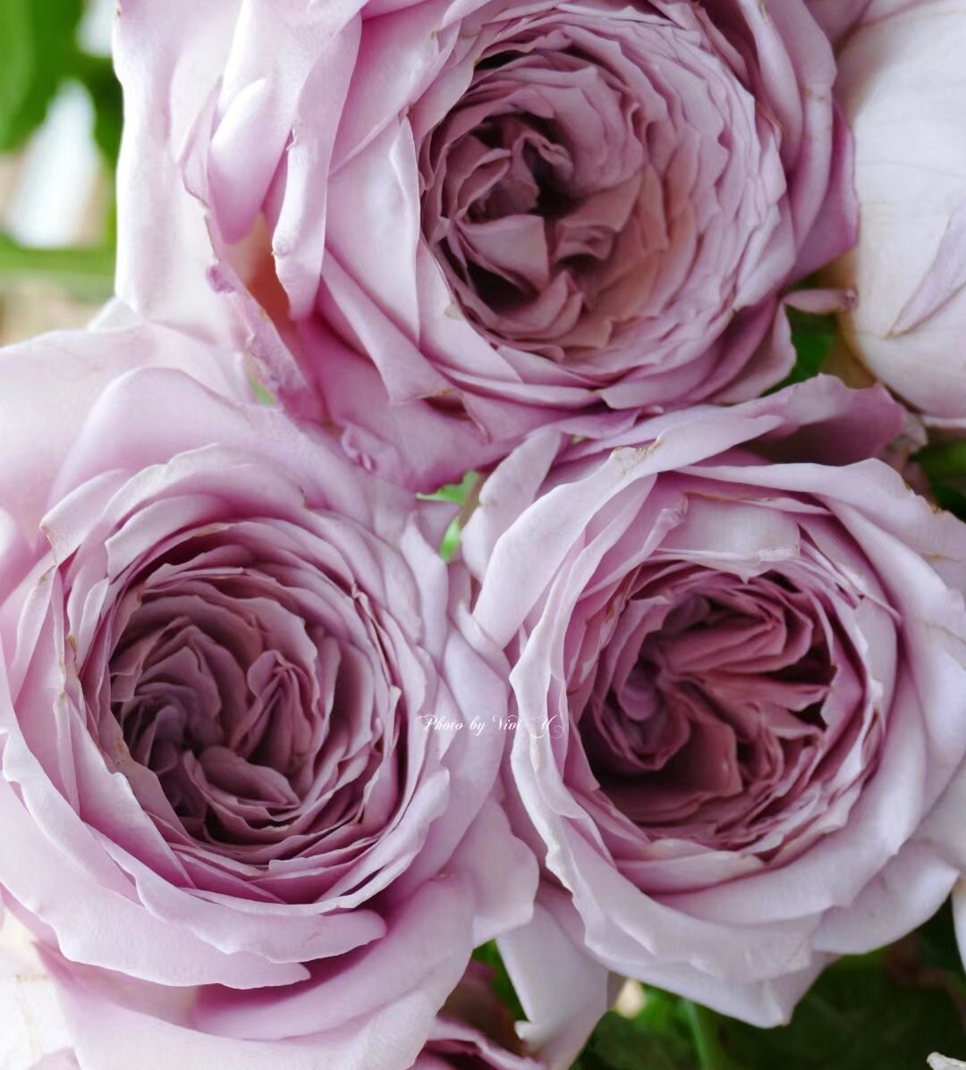 Rose 'Memoire' (回忆录) Large flowers, strong fragrance, disease resistance, cut flowers(1Gal+ Live Plant) Shrub Rose
