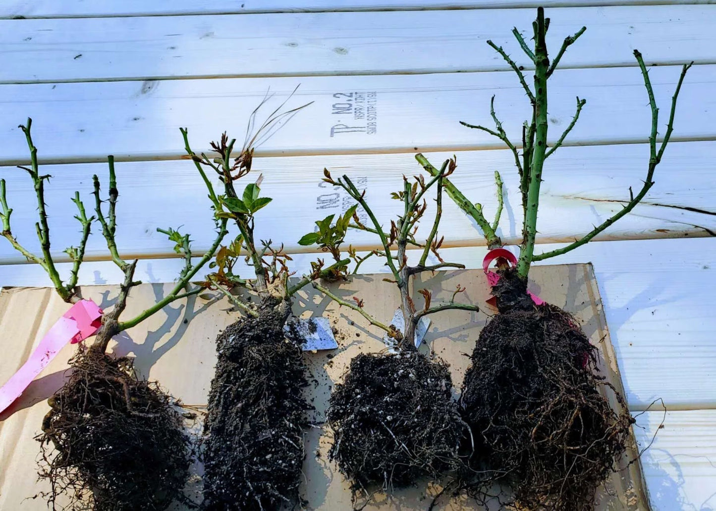 Rose 'Velasquez' (委拉斯凯兹) (1 Gal+ Live Plant) Shrub Rose