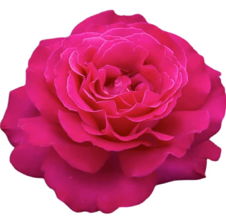 Rose 'Velasquez' (委拉斯凯兹) (1 Gal+ Live Plant) Shrub Rose
