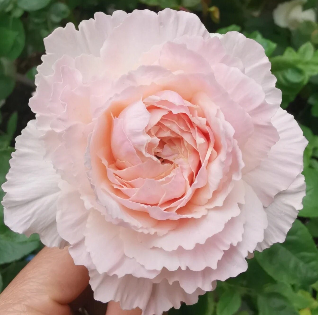 Japanese Rose 'Tsumugi Fuli' (绵绸富力) fragrance, disease resistance, cut flowers (1Gal+ Live Plant) Shrub Rose .