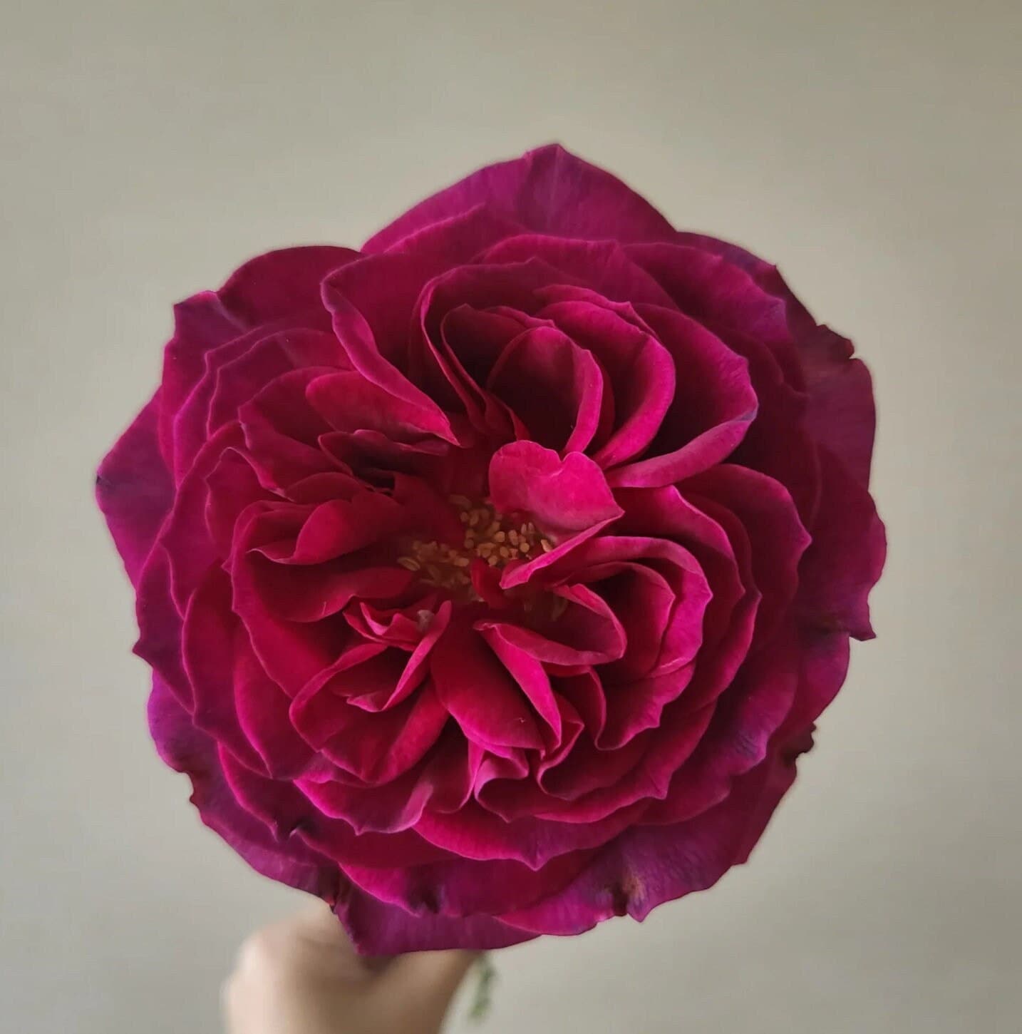Japanese Rose 'Hiraku' (蓝莓戒指) (1 Gal+ Live Plant) Shrub Rose