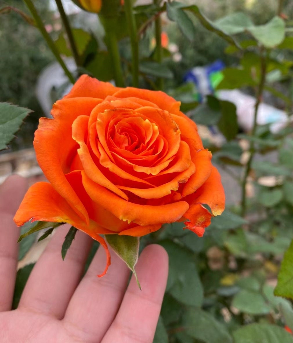 Japanese Rose 'Arancia' (橙意) (1 Gal+ Live Plant) Shrub Rose