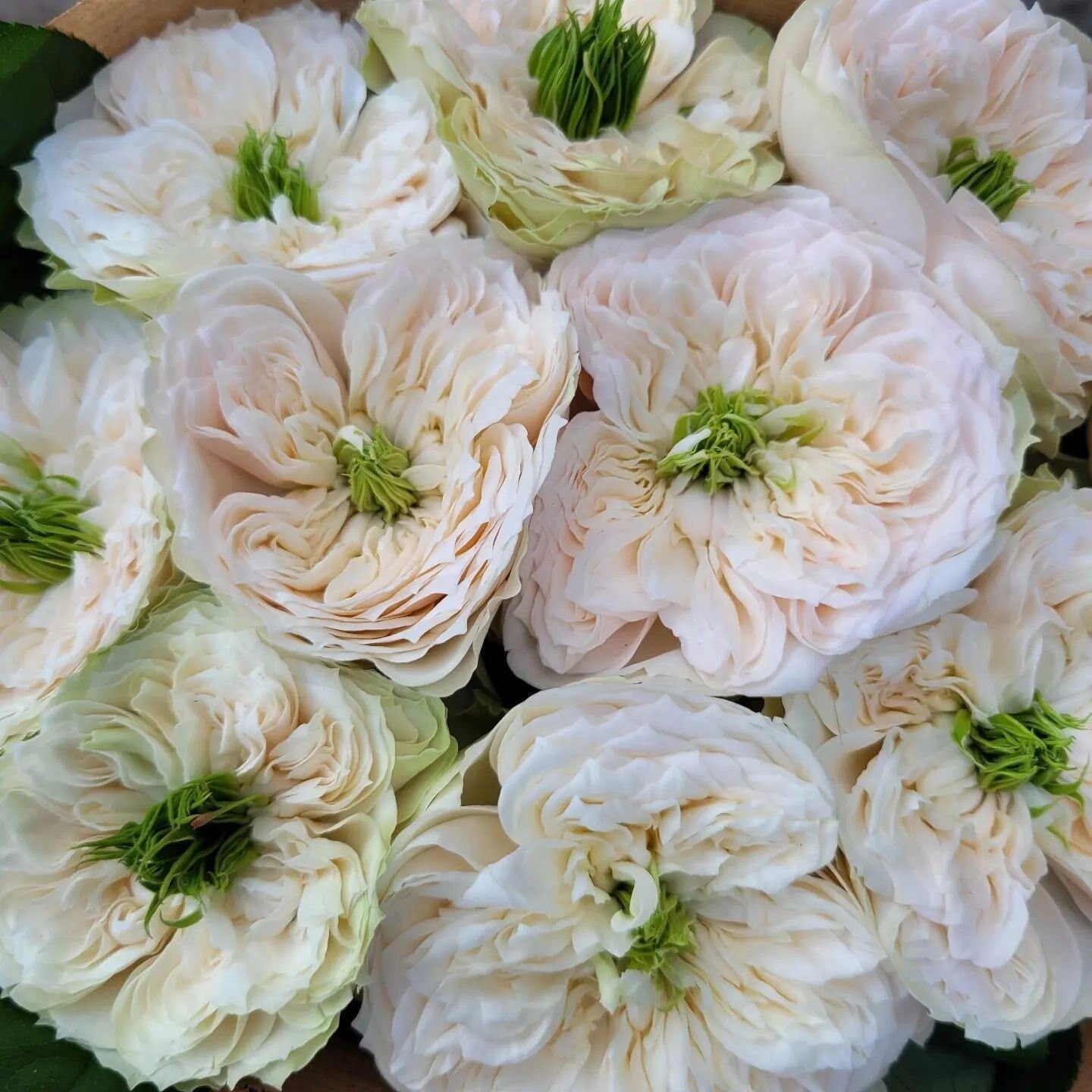 Rose 'Whitby Abbey' (惠特比修道院) (1Gal+ Live Plant) Shrub Rose