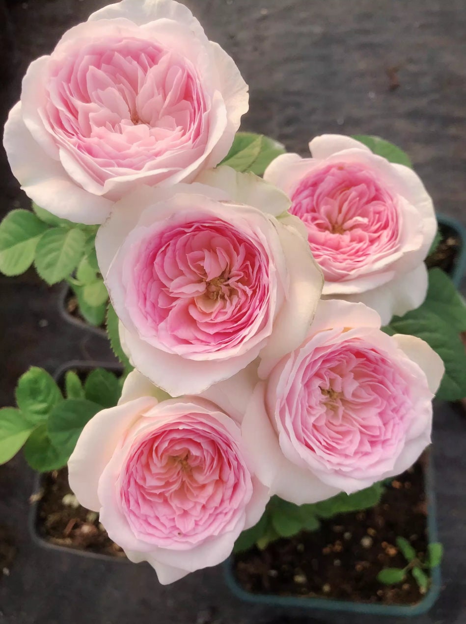 Rose J'adore (真我) fragrance, disease resistance, cut flowers (1Gal+ Live Plant) Shrub Rose .