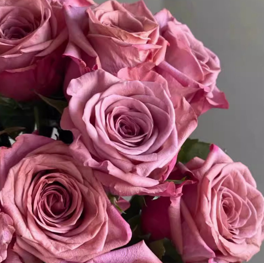Rose 'Barista' (咖啡师) (1Gal+ Live Plant) Shrub Rose
