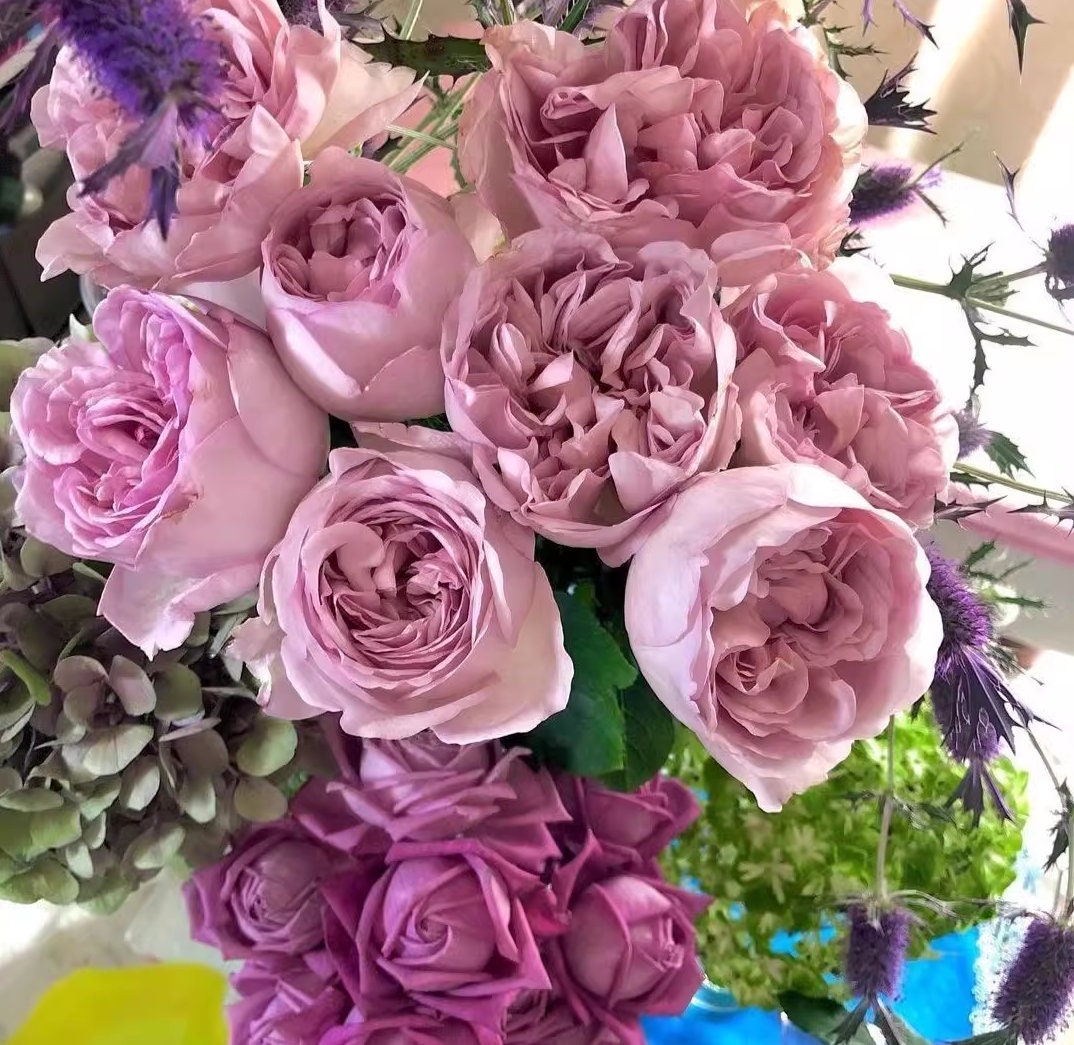 Japanese Rose 'Chocolate Romantica' (巧克力浪漫) Large flowers, strong fragrance, disease resistance, flowers(1Gal+ Live Plant) Shrub Rose