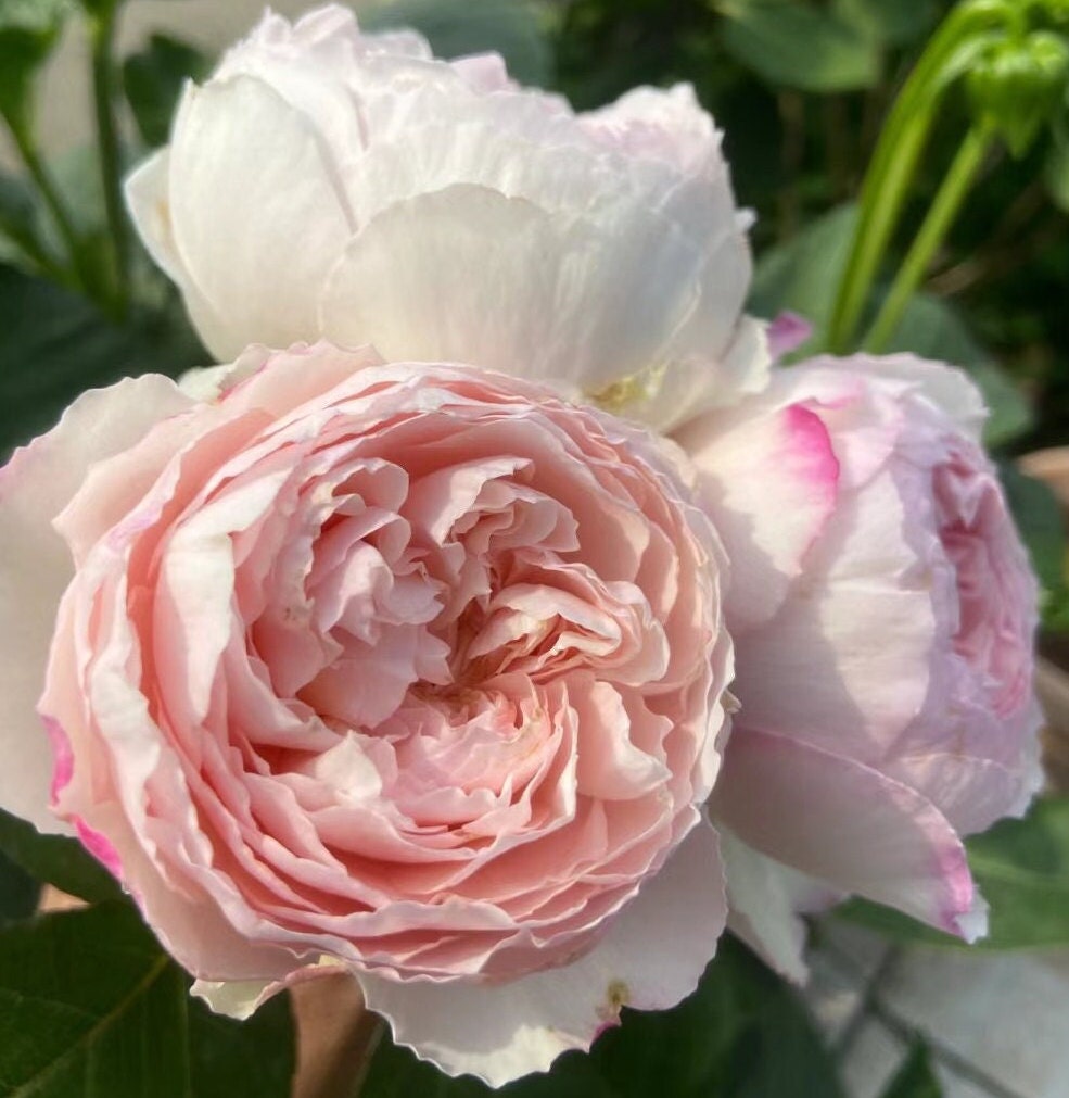 Japanese Rose 'Cocotte' (可可杯) fragrance, disease resistance, cut flowers (1Gal+ Live Plant) Shrub Rose .