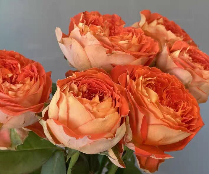 Japanese Rose 'Arancia' (橙意) (1 Gal+ Live Plant) Shrub Rose