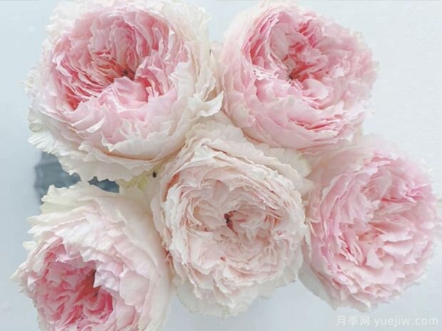 Japanese Rose 'Tsumugi Fuli' (绵绸富力) fragrance, disease resistance, cut flowers (1Gal+ Live Plant) Shrub Rose .