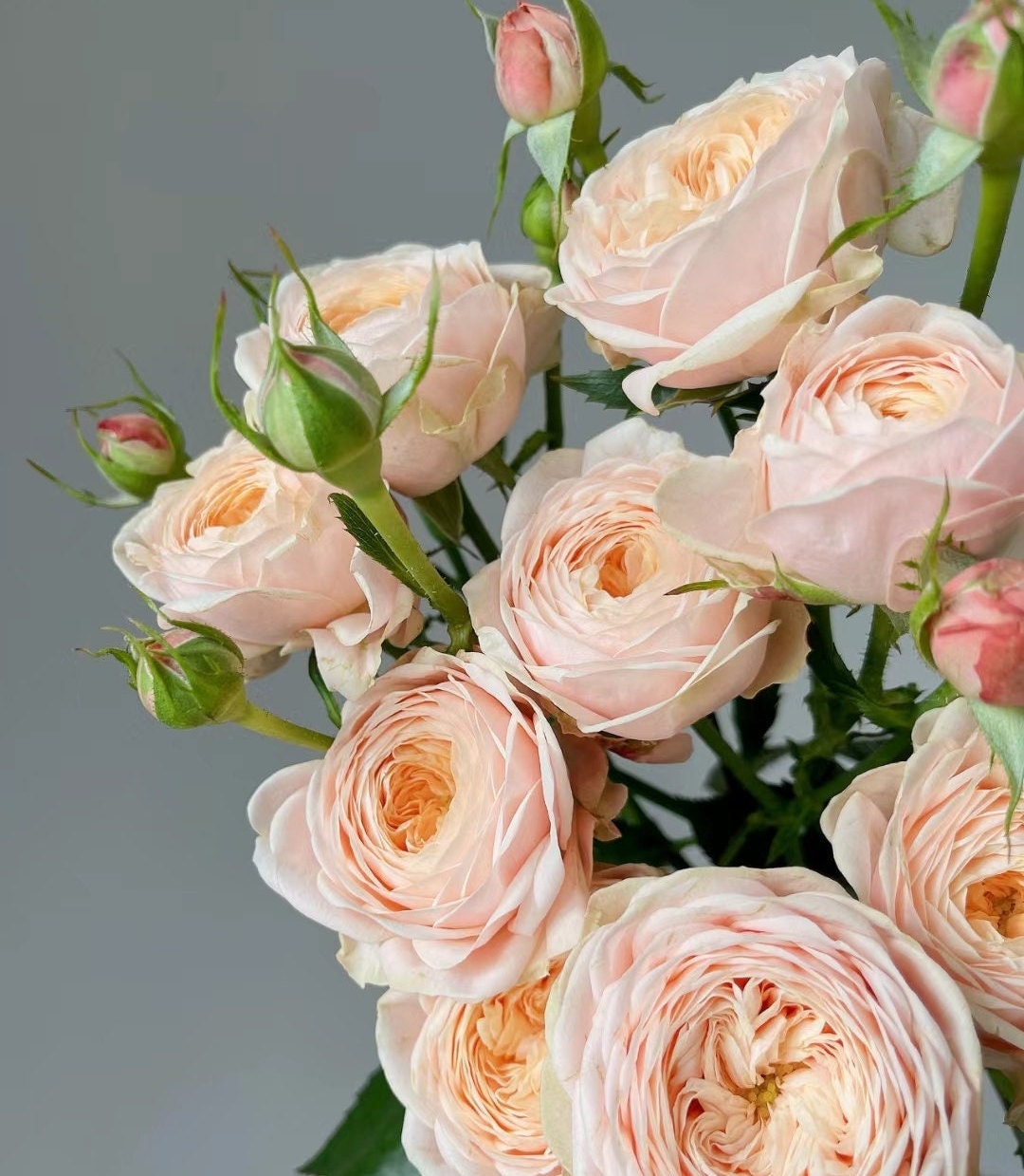 Rose 'New SPS' 柏林少女(1 Gal+ Live Plant) Shrub Rose Cut Rose