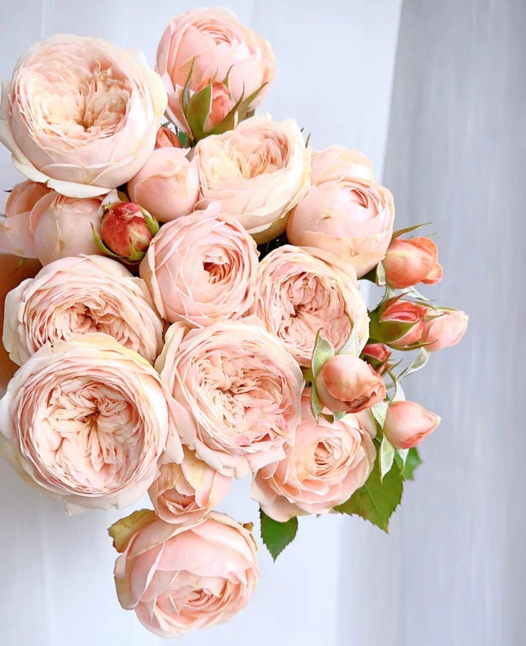 Rose 'New SPS' 柏林少女(1 Gal+ Live Plant) Shrub Rose Cut Rose