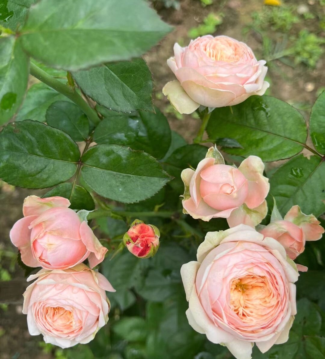 Rose 'New SPS' 柏林少女(1 Gal+ Live Plant) Shrub Rose Cut Rose