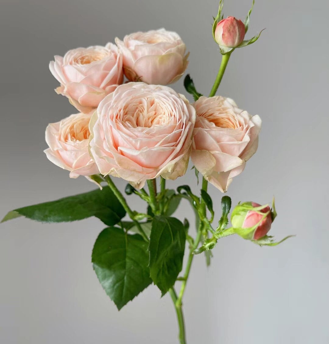 Rose 'New SPS' 柏林少女(1 Gal+ Live Plant) Shrub Rose Cut Rose