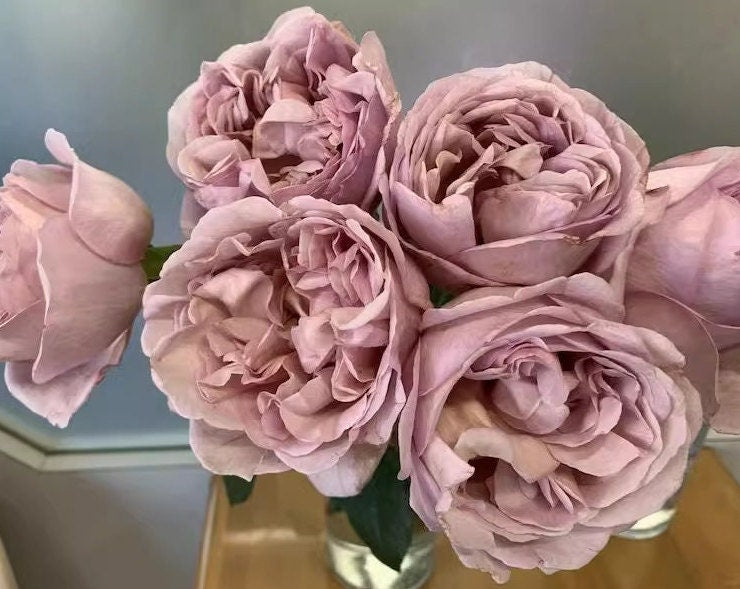 Japanese Rose 'Chocolate Romantica' (巧克力浪漫) Large flowers, strong fragrance, disease resistance, flowers(1Gal+ Live Plant) Shrub Rose