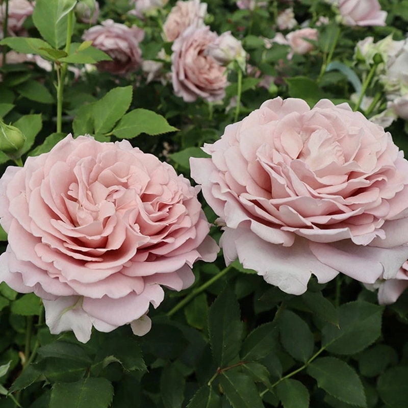 Rose 'Memoire' (回忆录) Large flowers, strong fragrance, disease resistance, cut flowers(1Gal+ Live Plant) Shrub Rose