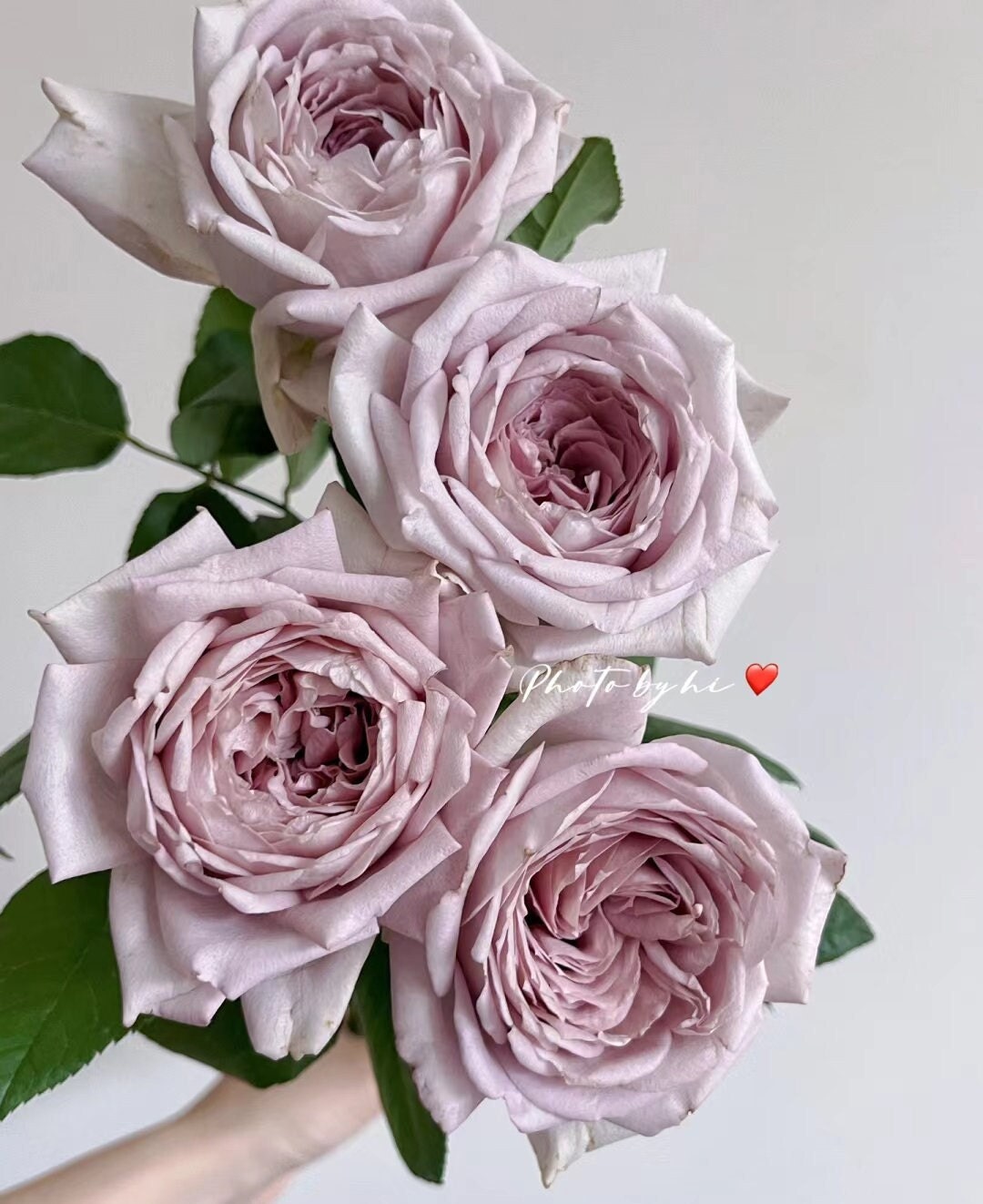 Rose 'Memoire' (回忆录) Large flowers, strong fragrance, disease resistance, cut flowers(1Gal+ Live Plant) Shrub Rose