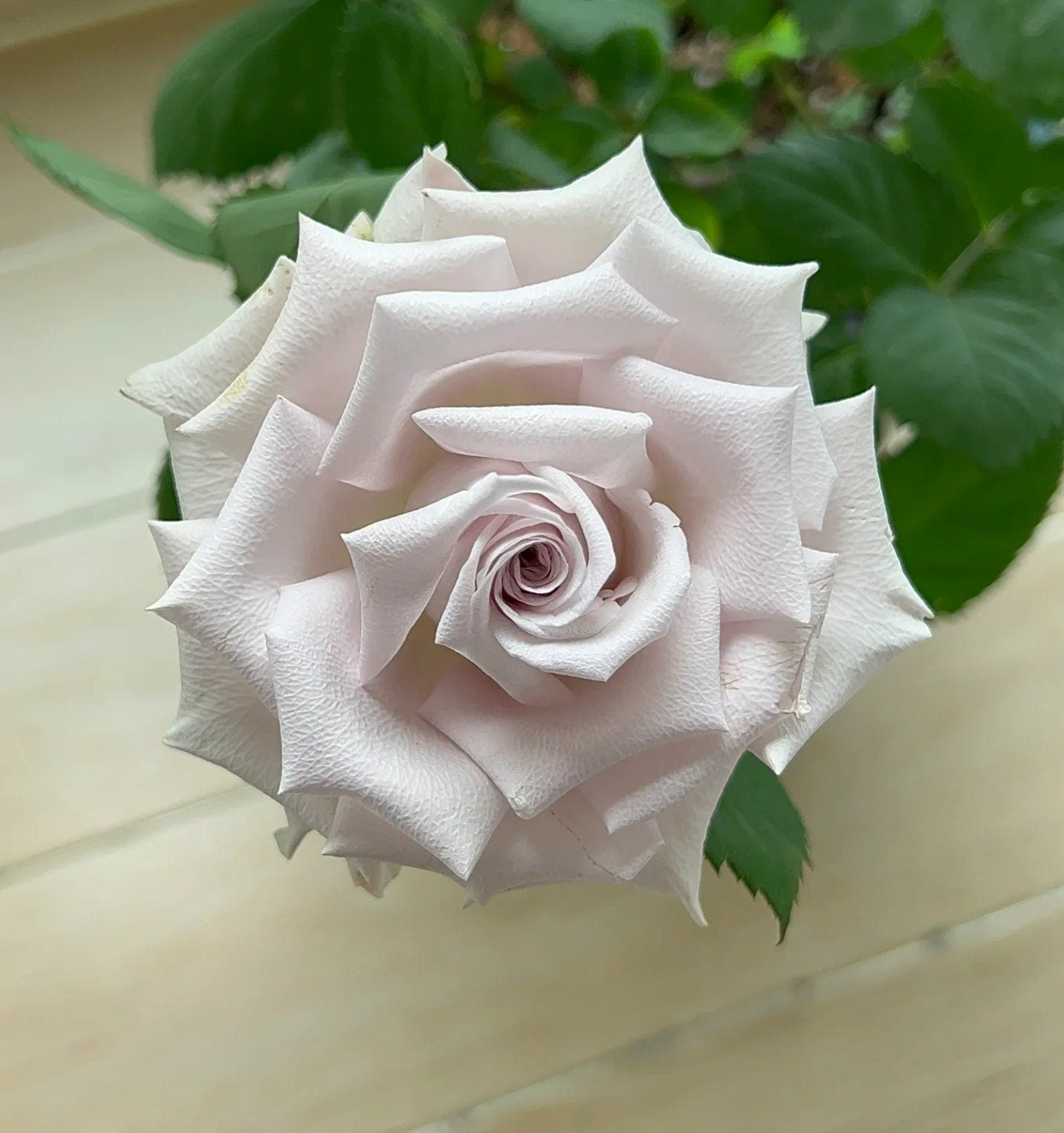 Rose 'Menta' (曼塔) (1 Gal+ Live Plant) Shrub Rose